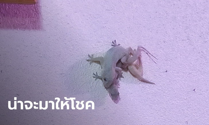 ข่าวหวย