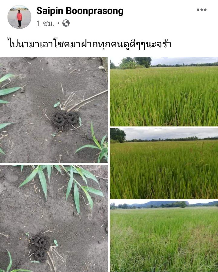 ข่าวหวย