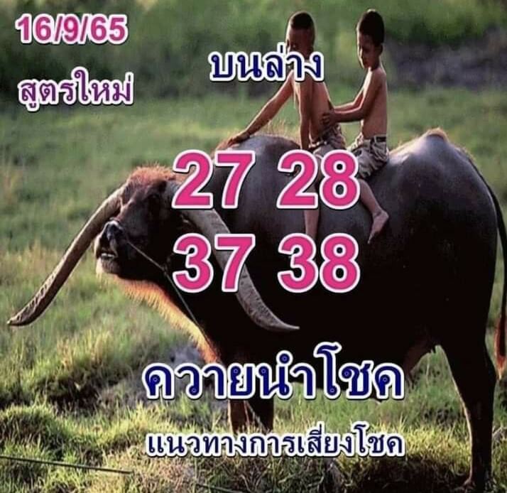 เลขดัง หวยควายนำโชค16-9-65