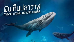 ฝันเห็นวาฬ 2566